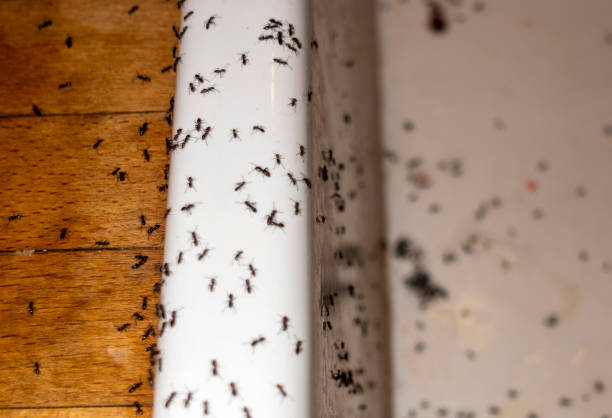 Best Pest Prevention Services  in Whittingham, NJ